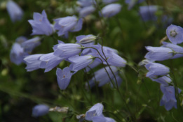 Campanula cochleariifoliaElfenvingerhoedje bestellen